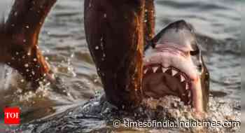 'Alpha predator' sharks and humans clash on an Israeli beach