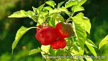 Chili und Paprika erfolgreich kultivieren: der Guide für eine reiche Ernte im Garten und im Topf