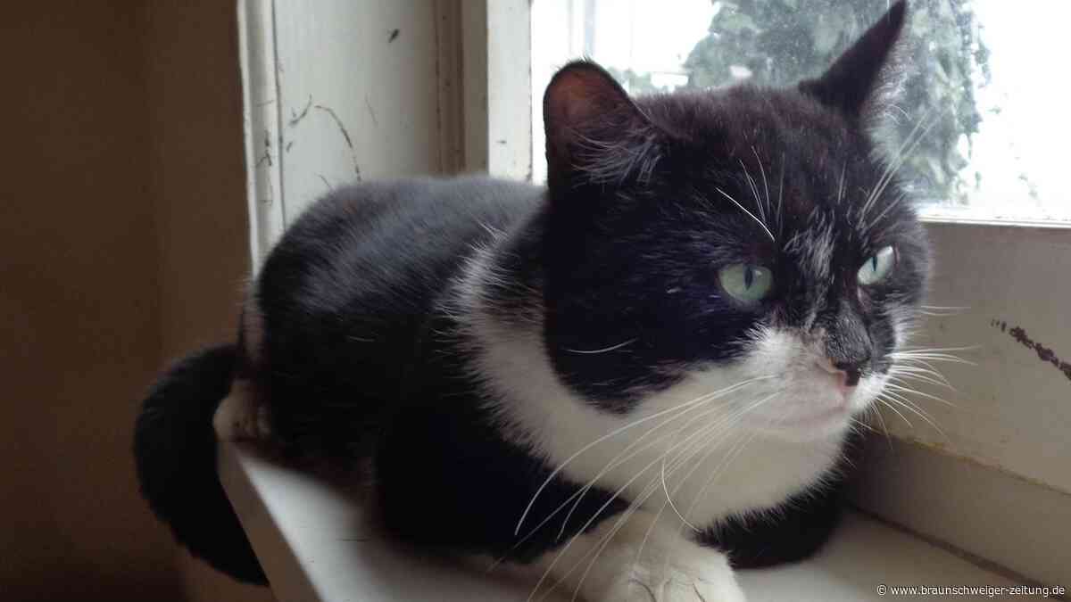 Gifhorns „toller Familienkater“ Charly sucht einen Einzelplatz
