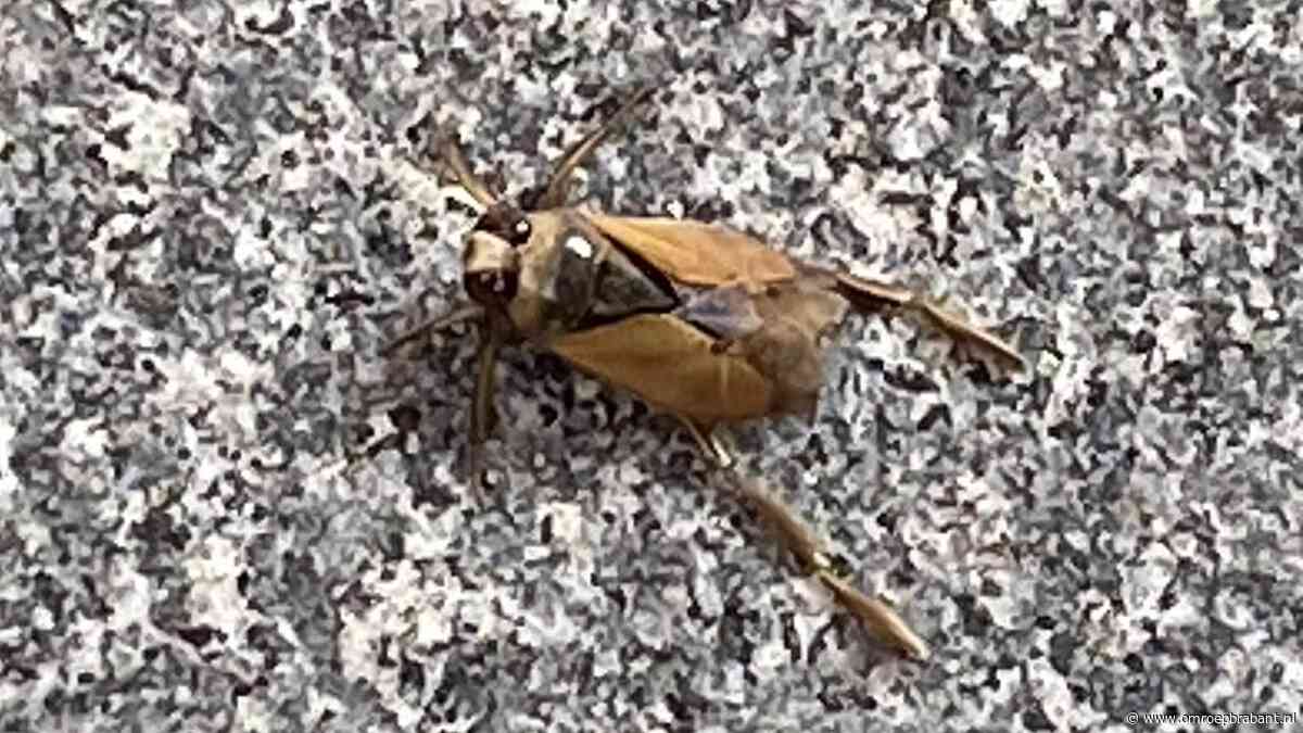 Dit insect heeft een serieus probleem, Frans Kapteijns legt uit