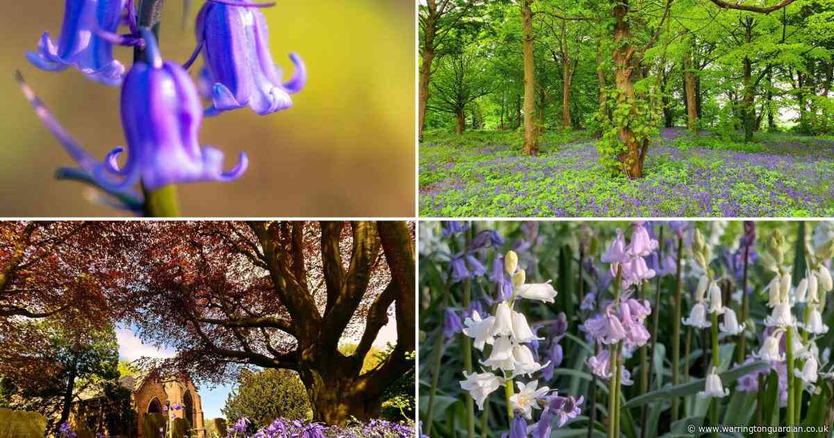Take a walk among the beautiful bluebells in Warrington this weekend
