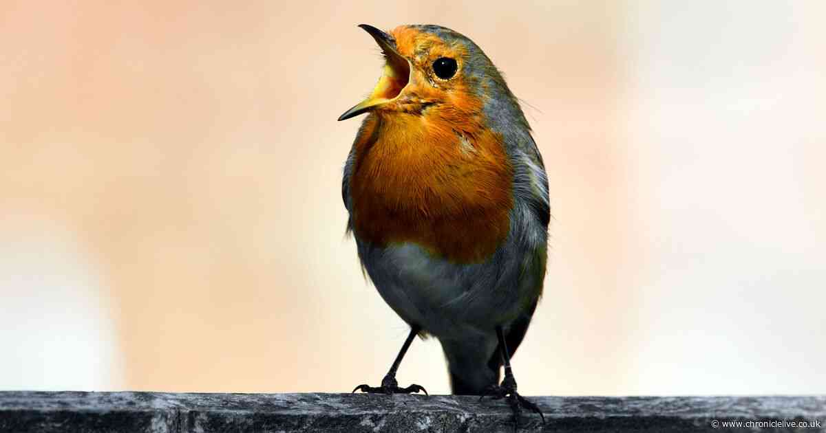 Gardeners who love robins warned they could be putting beloved birds in danger