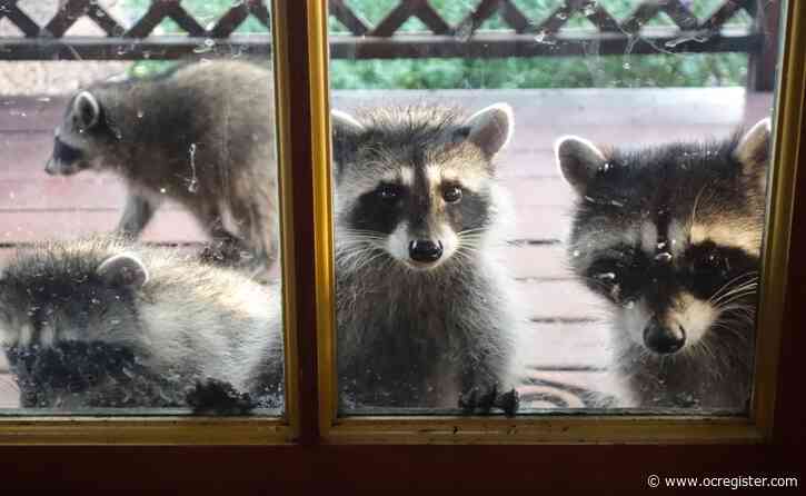 What you should (and shouldn’t) do if wildlife is living on your property