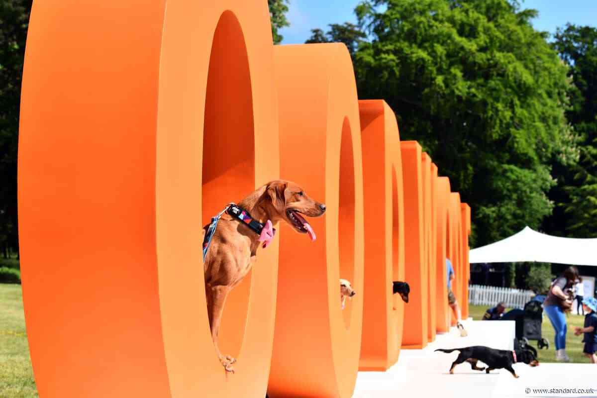 In Pictures: Dog lovers and their canine companions enjoy annual Goodwoof event