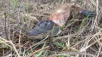 Mystery after skinned beast appears in enclave for the rich and famous miles from its natural habitat