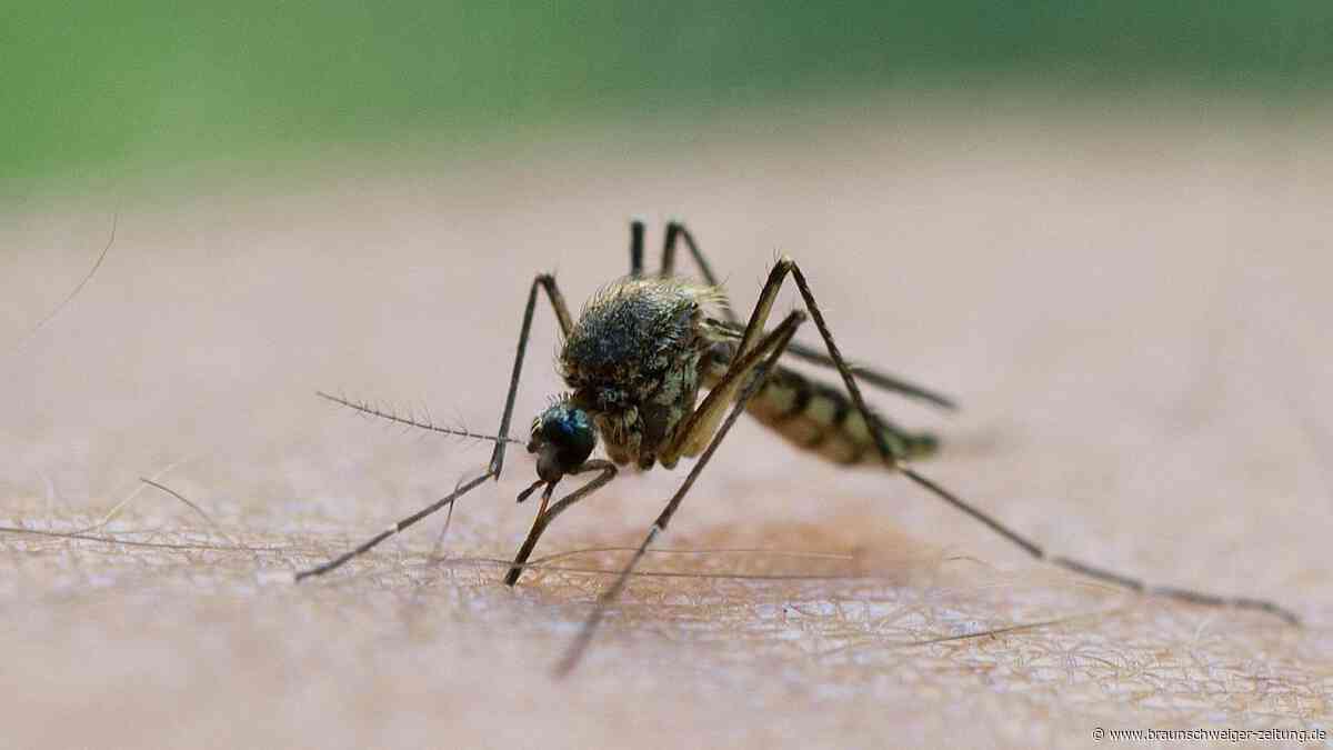 Mückenstiche: Deshalb trifft es manche Menschen öfter als andere