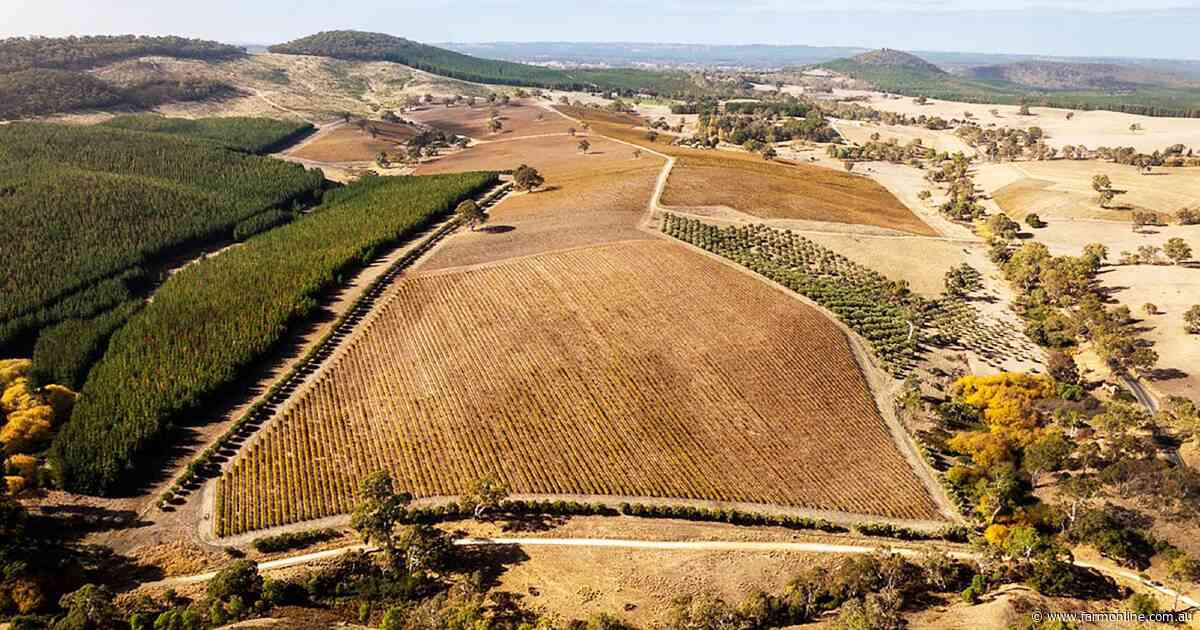 Our collection of five smaller vineyards on the SA sales market today