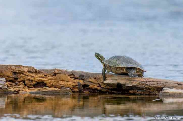 'Little shelled friends': Keeping Texas turtles and tortoises safe in the summer