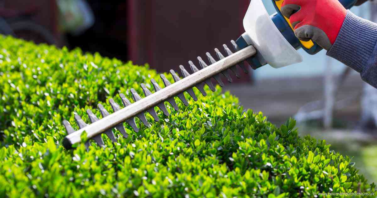 How to avoid common garden mistakes that could lead to conflict with neighbours