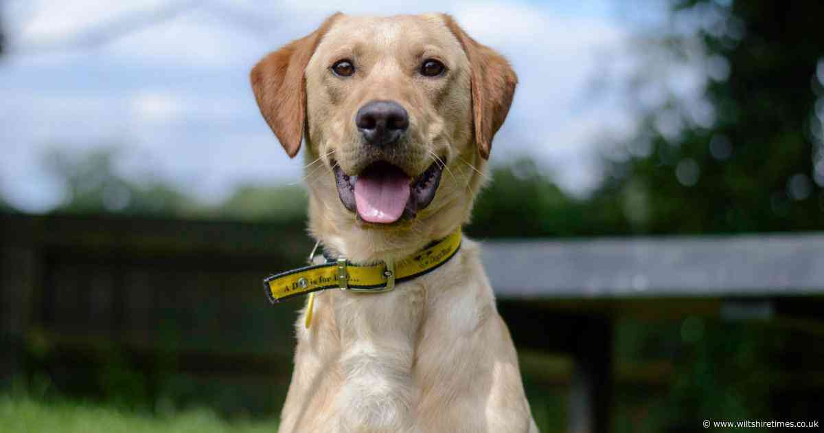 Dogs Trust launches its 2025 National Dog Survey