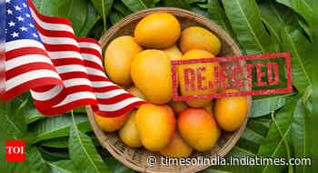 Forced to destroy! US rejects 15 mango shipments from India, exporters estimate losses of $500,000