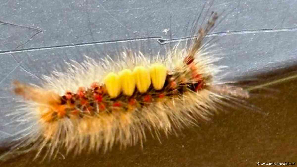 Isidoor zag niet de gevreesde eikenprocessierups, Frans vertelt wat wel