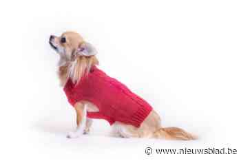 Brandweer redt chihuahua die met pootje vastzit in roltrap