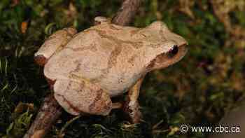 Is it a bird? A bug? Nope, just a spring peeper