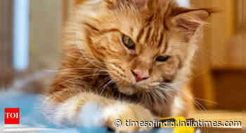 Scientists unlock the hidden gene behind ginger cats’ orange fur and what it means for their future