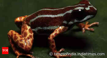 Copper-legged blue frog from poison dart family discovered in the Amazon rainforest