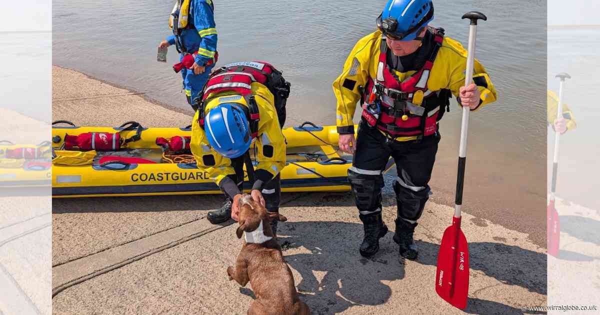 'Frightened' dog rescued from incoming tide off Wirral coast