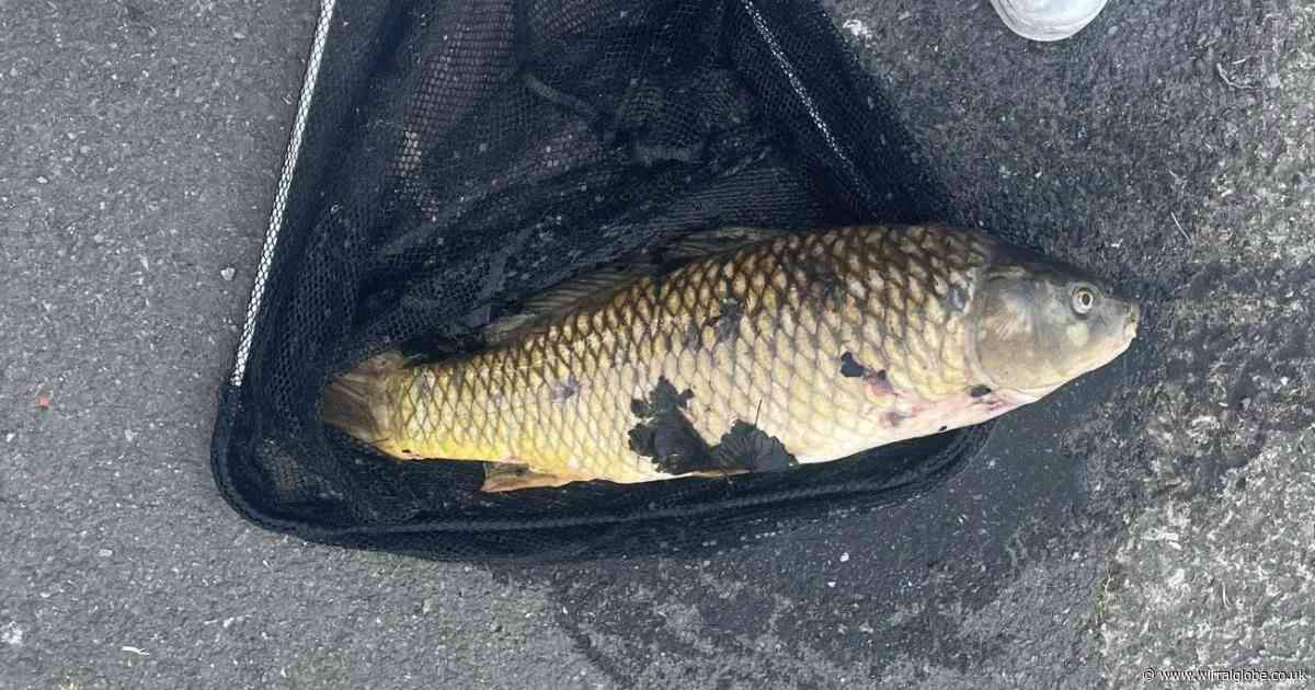 Community anglers issue warning after fish die in Wirral pond