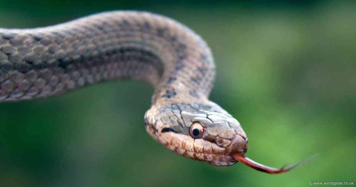 'Shy and incredibly scarce' snake that is rarest in the UK and where to find it