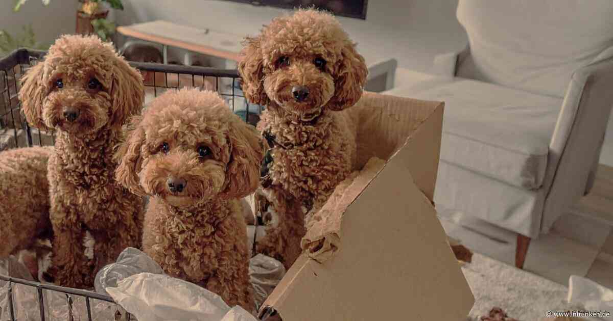 Schreckensfund im Kreis Kronach: Über 200 Tiere aus Wohnhaus gerettet
