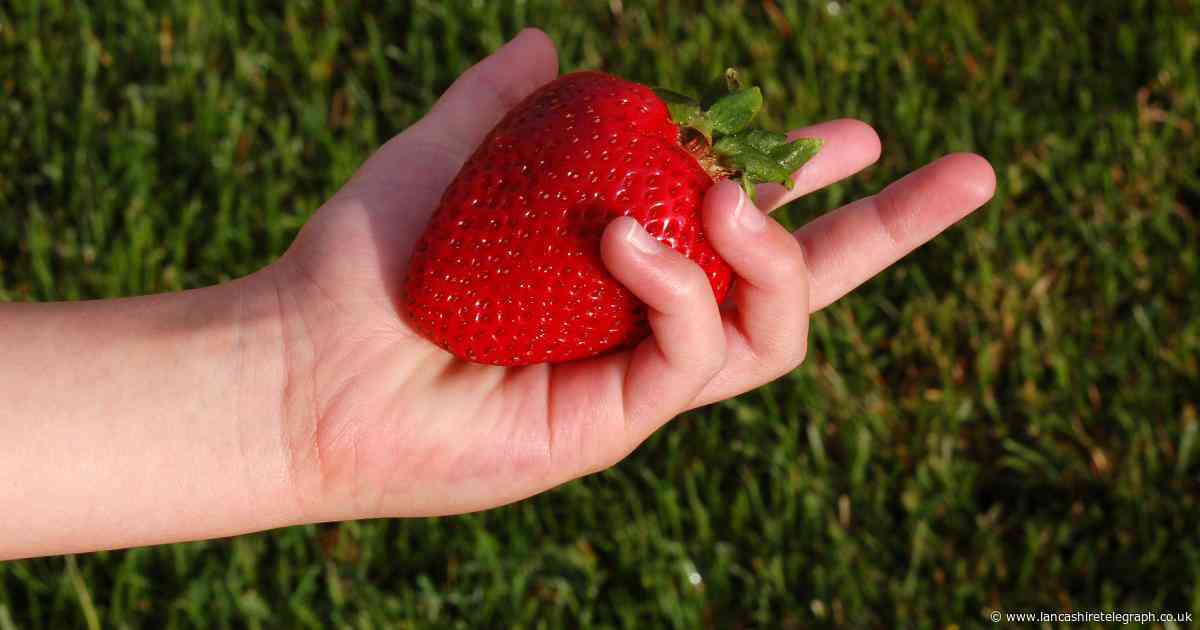 Aldi, Sainsbury's, Tesco, Morrisons and M&S selling giant strawberries