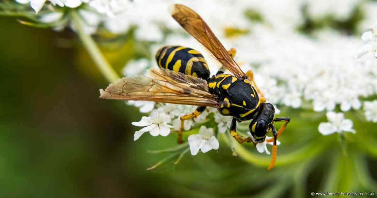 Expert shares 22p hack to keep wasps away from you and your home