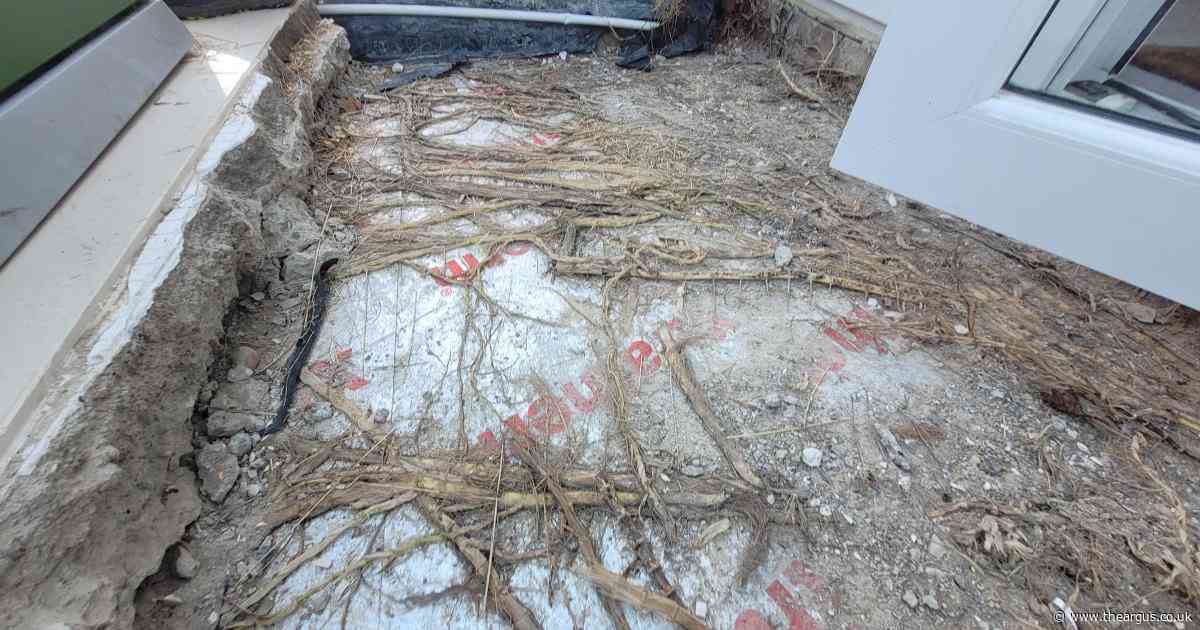 Couple forced to demolish conservatory after neighbour's bamboo invades home