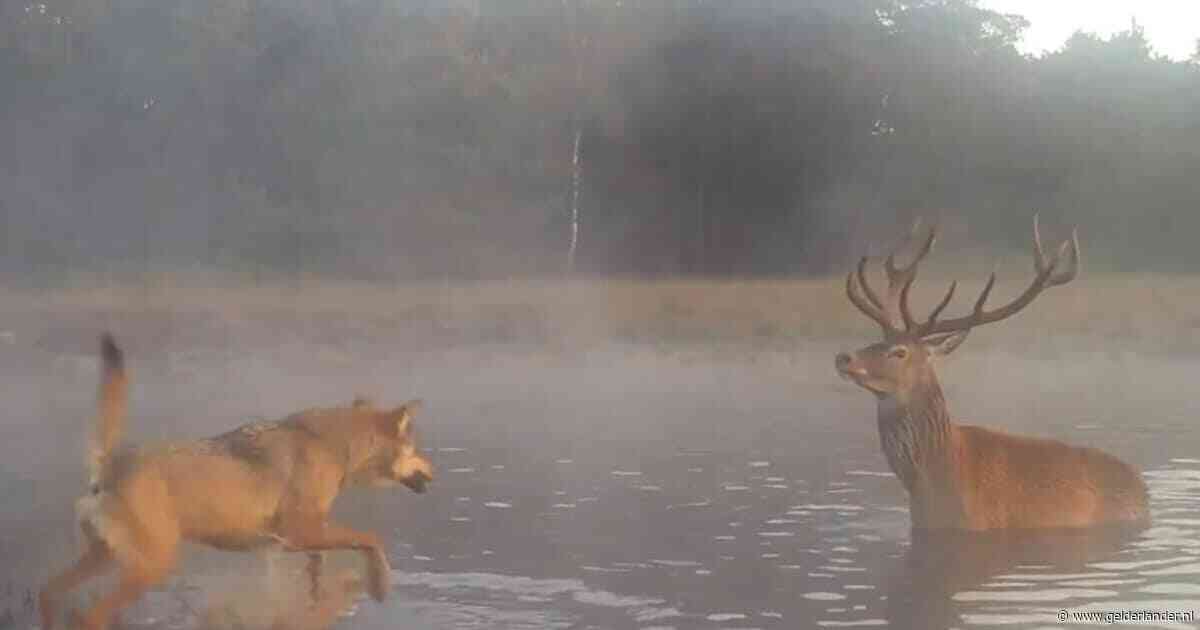 Onderzoekers: Dieet van wolf op Veluwe en in Drenthe bestaat vooral uit herten en zwijnen