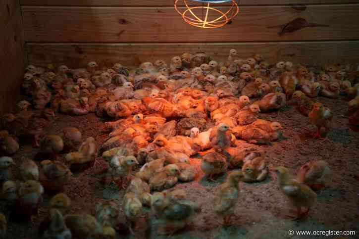 Shipment of thousands of chicks found abandoned in USPS truck now overwhelming an animal shelter