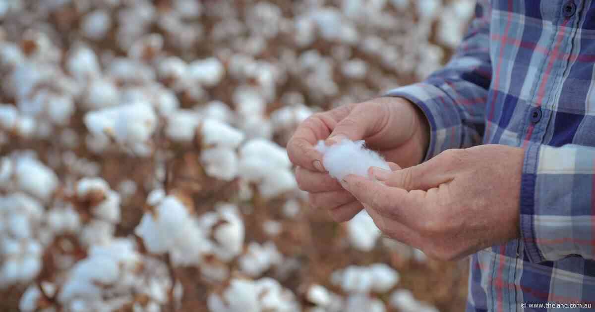High global cotton stocks pressuring prices | Global Perspective