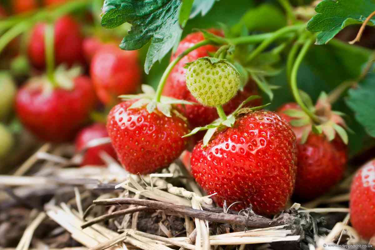 Why this year’s strawberries are set to be sweeter