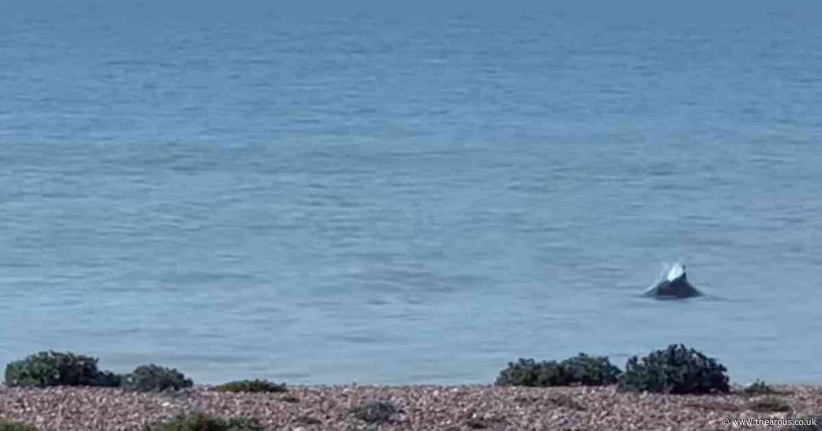 Dolphin exhibiting 'hunting behaviours' spotted near town