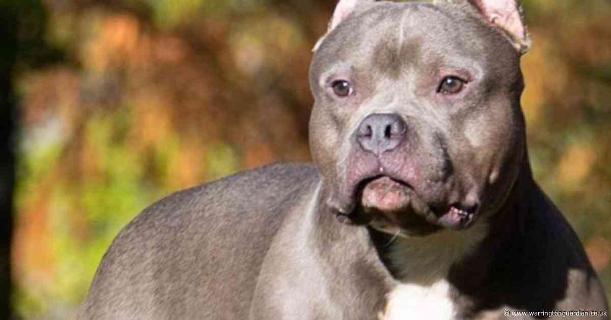 Court orders that unregistered XL bully dog be destroyed and fines owner