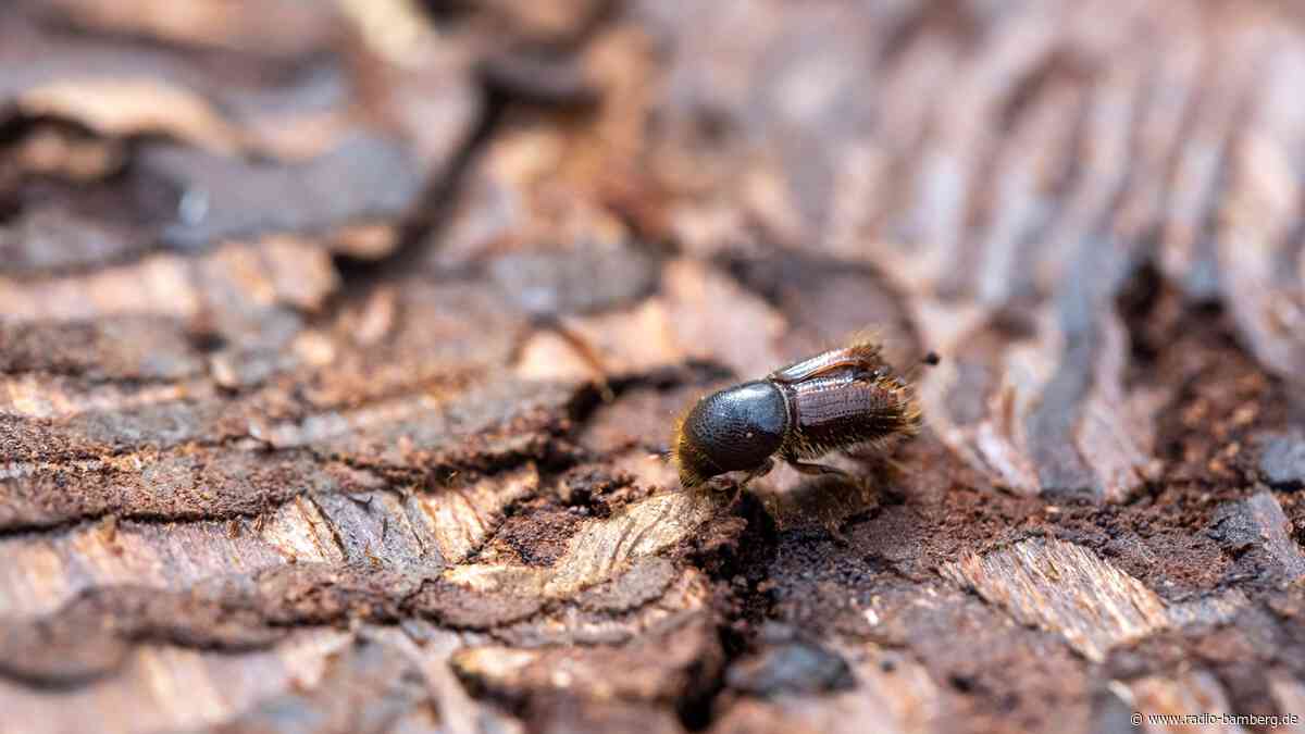 Gefährdung durch Borkenkäfer: Bäume brauchen Regen