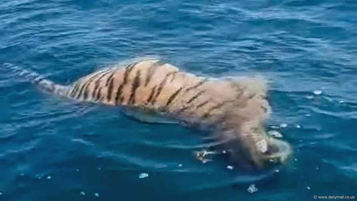 Fishermen are baffled as dead TIGER is spotted floating in the sea