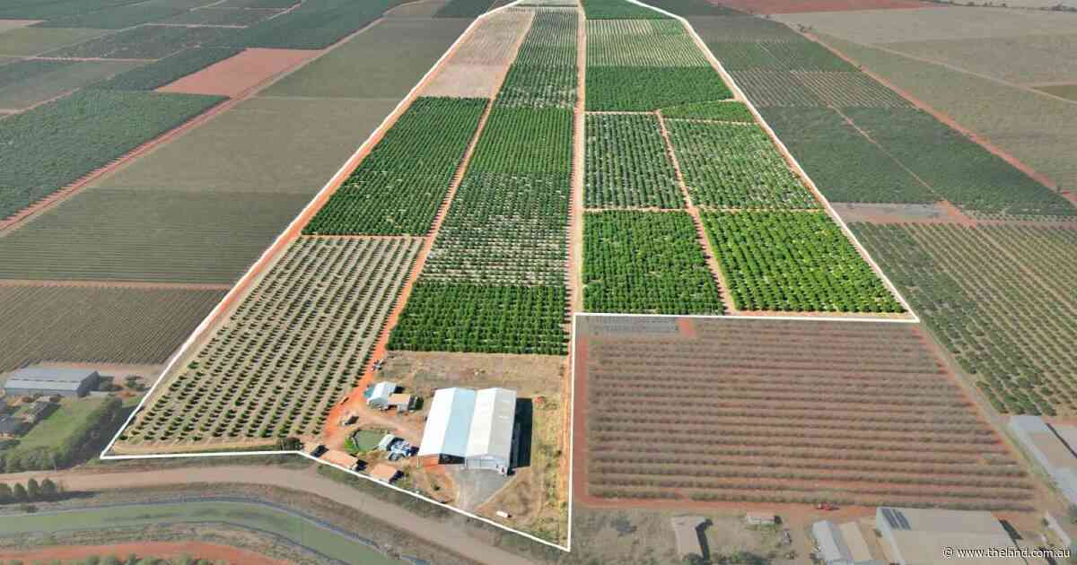 Highly regarded citrus operation with a quality packing facility | Video