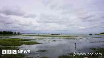 'Estuaries risk losing important habitats' - study
