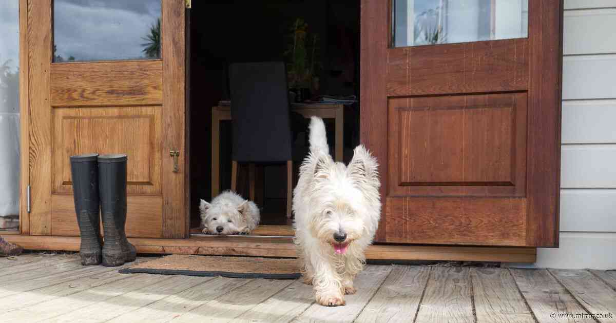 Dog trainer shares one life-saving lesson 'every pet should know'