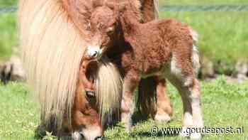 Veulen geboren op kinderboerderij: help mee met de naam