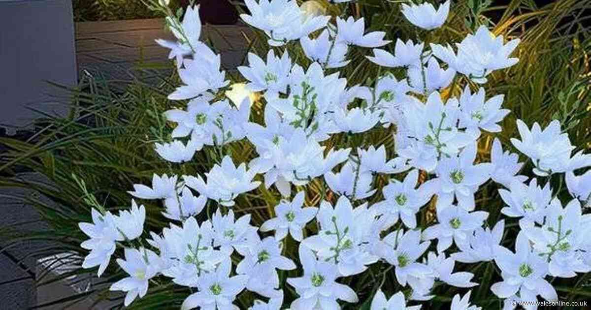 People say there's 'nothing not to love' about these 'very pretty' £20 Amazon garden flower lights