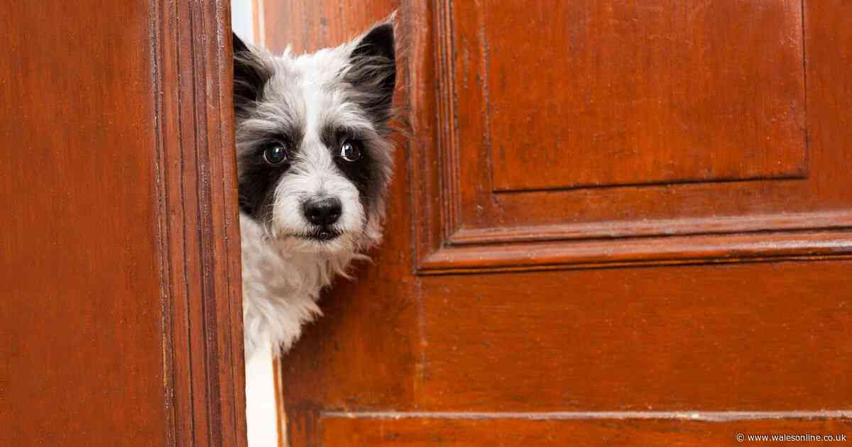Dog trainer says all owners need to know this one 'important lesson'