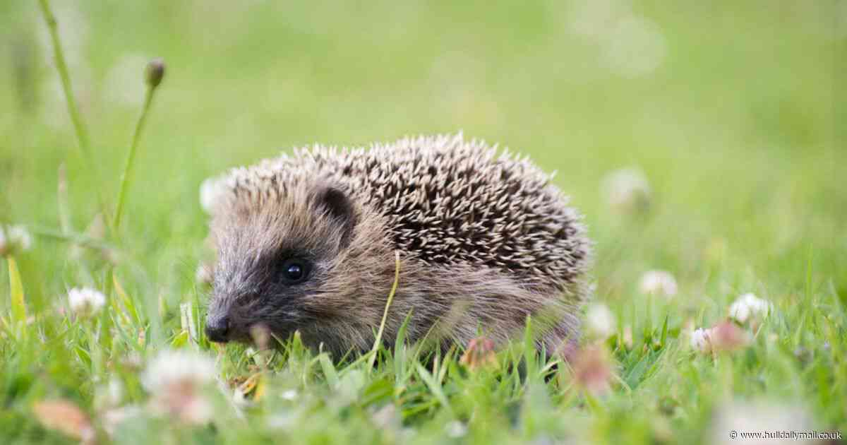 East Yorkshire hedgehog rescue needs your support