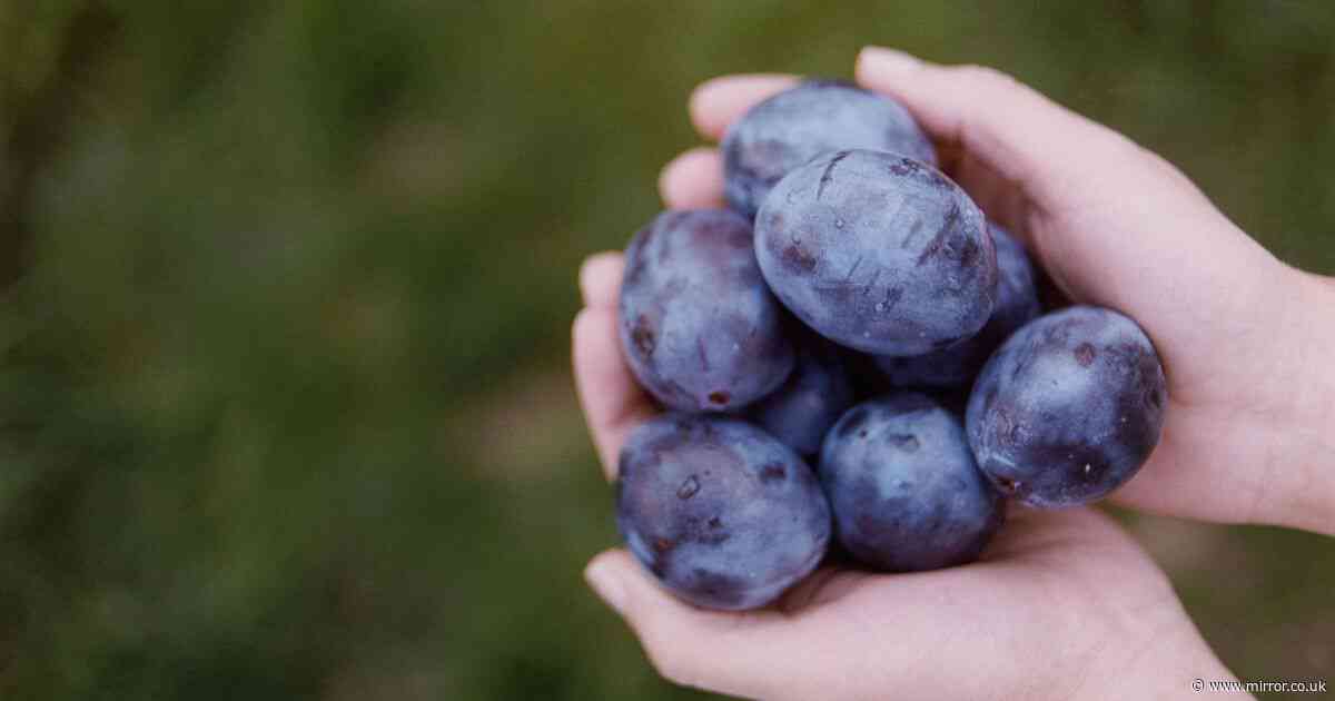 Golden rule to follow to keep plums fresh and ripe for days and days
