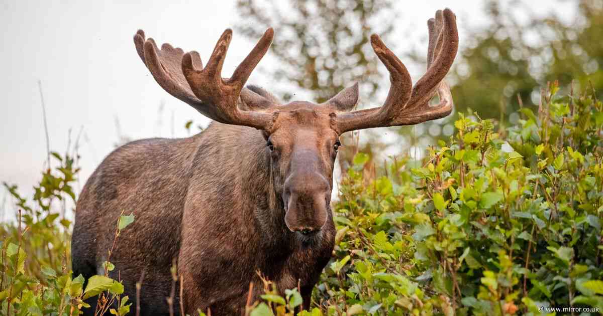Woman and pet dog trampled by moose in popular park during horror attack