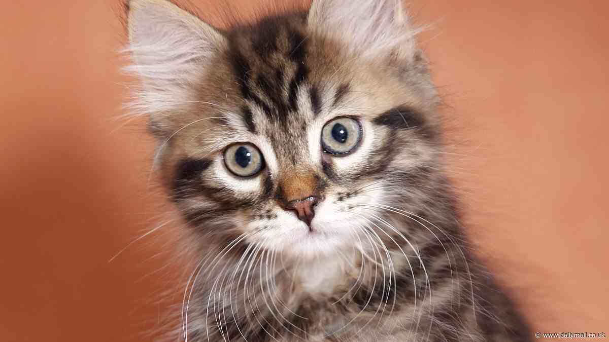 Teenage girl, 16, and boy, 17, charged over alleged torture of two kittens who were found 'mutilated'