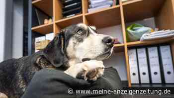 Hund im Betrieb: Wann der Arbeitgeber mitreden darf