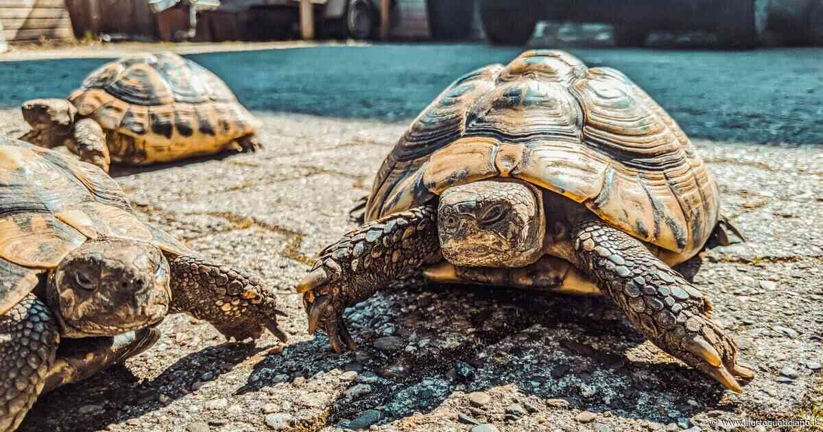 Sopravvivere da 250 milioni di anni e rischiare l’estinzione per il cambiamento climatico: storia delle tartarughe