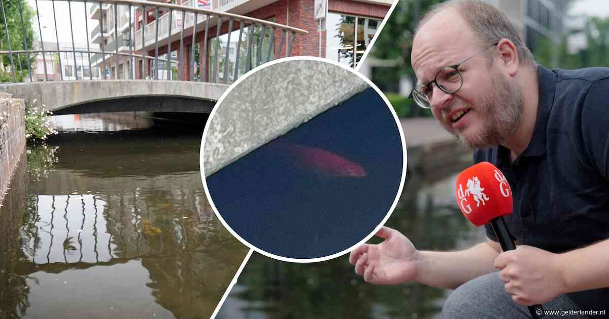 KIJK | Alweer een ongenode gast in de Jansbeek in Arnhem