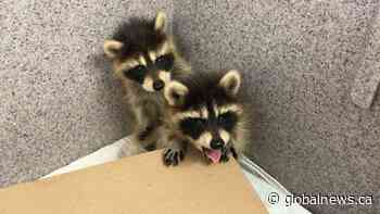 N.S. firefighters spot 2 masked baby bandits in a different kind of rescue