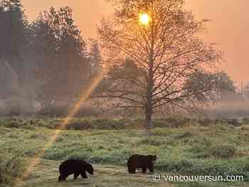 10 fun family friendly Metro Vancouver outings for adults and children